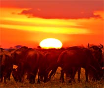 Africa pacs img